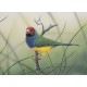 WATERMARK GREETING CARD GOULDIAN FINCH